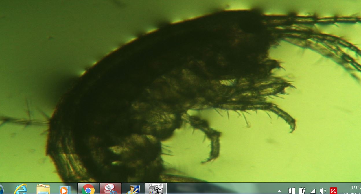 occhio di larva a me sconosciuta